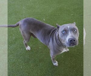 American Pit Bull Terrier-Unknown Mix Dogs for adoption in Waco, TX, USA