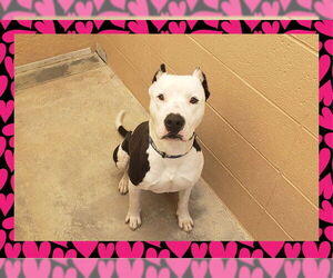 American Staffordshire Terrier Dogs for adoption in Ojai, CA, USA