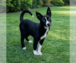 Labrador Retriever Dogs for adoption in Menifee, CA, USA