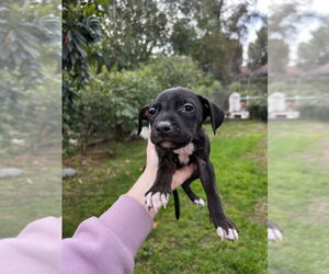 American Pit Bull Terrier-Labrador Retriever Mix Dogs for adoption in Dana Point, CA, USA