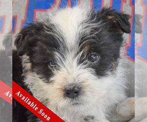 Mutt Dogs for adoption in Huntley, IL, USA