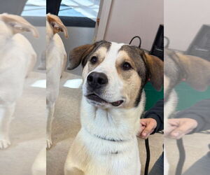 Great Pyrenees Dogs for adoption in La Porte, IN, USA