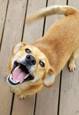 Beagi Dogs for adoption in Hewitt, NJ, USA