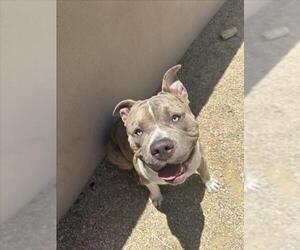 American Bulldog-Unknown Mix Dogs for adoption in Las Vegas, NV, USA