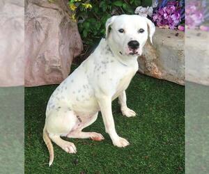 American Pit Bull Terrier-Unknown Mix Dogs for adoption in Oklahoma City, OK, USA