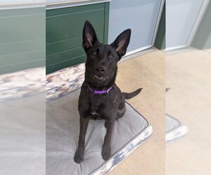 Holland Shepherd Dogs for adoption in Waterford, VA, USA