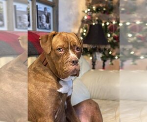 Dogue de Bordeaux-Unknown Mix Dogs for adoption in Brights Grove, Ontario, Canada
