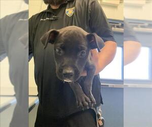 American Pit Bull Terrier-Unknown Mix Dogs for adoption in Corpus Christi, TX, USA