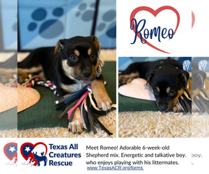 Medium Photo #2 Mutt Puppy For Sale in Lillian, TX, USA