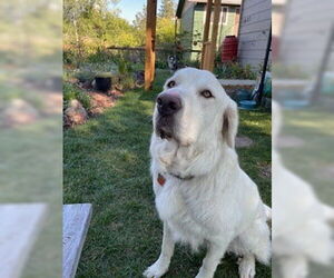 Medium Photo #1 Great Pyrenees-Unknown Mix Puppy For Sale in Polson, MT, USA