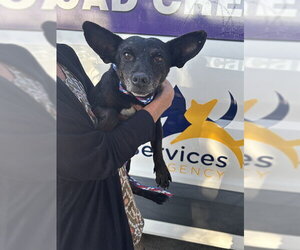 Chihuahua-Unknown Mix Dogs for adoption in Modesto, CA, USA