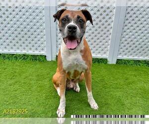 Boxer Dogs for adoption in West Palm Beach, FL, USA