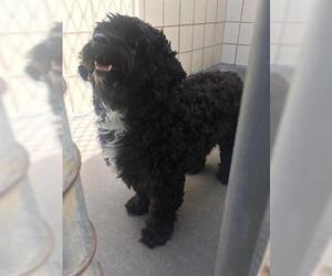 Poodle (Miniature) Dogs for adoption in Corpus Christi, TX, USA