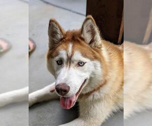Siberian Husky Dogs for adoption in Mount Airy, NC, USA