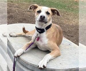 Mutt Dogs for adoption in San Antonio, TX, USA