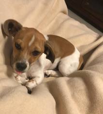 Medium Photo #1 Jack Russell Terrier Puppy For Sale in Columbia, TN, USA