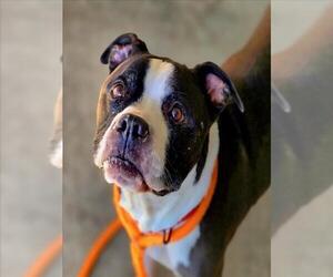 American Pit Bull Terrier-Unknown Mix Dogs for adoption in Derwood, MD, USA