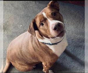 American Pit Bull Terrier-Retriever  Mix Dogs for adoption in Ben Wheeler, TX, USA