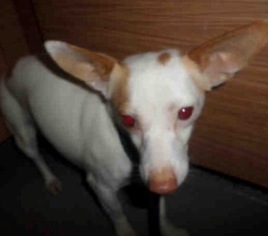 Rat Terrier Dogs for adoption in Newport Beach, CA, USA