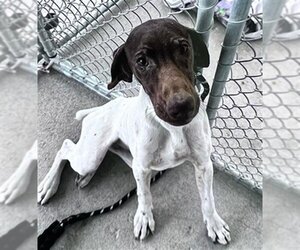 German Shorthaired Pointer Dogs for adoption in Bakersfield, CA, USA