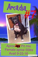 American Pit Bull Terrier Dogs for adoption in Mission, KS, USA