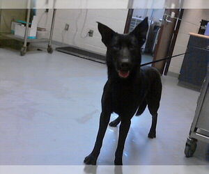 German Shepherd Dog Dogs for adoption in Fayetteville, NC, USA