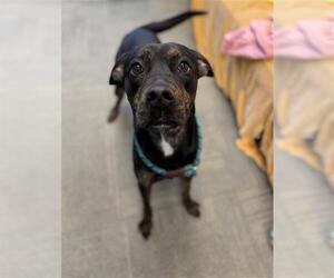 Labrador Retriever-Unknown Mix Dogs for adoption in Peoria, IL, USA