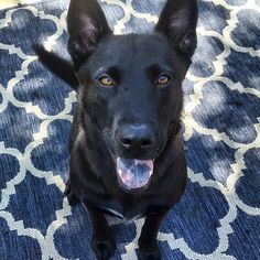 Small Australian Kelpie Mix