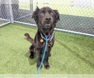 Chow Chow Dogs for adoption in Camarillo, CA, USA