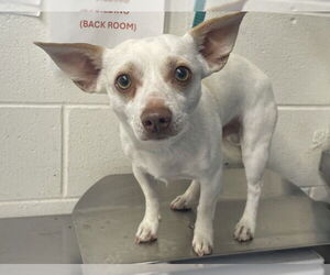 Chihuahua Dogs for adoption in San Bernardino, CA, USA