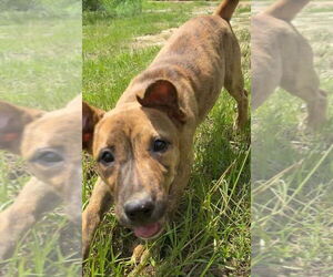 Black Mouth Cur-Unknown Mix Dogs for adoption in Ridgefield, CT, USA