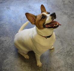 Boxer-Jack Russell Terrier Mix Dogs for adoption in Morganton, NC, USA