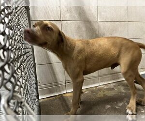 Mastador Dogs for adoption in Stockton, CA, USA
