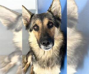 German Shepherd Dog-Unknown Mix Dogs for adoption in Visalia, CA, USA
