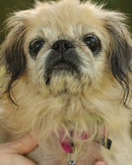 Pekingese-Unknown Mix Dogs for adoption in Media, PA, USA