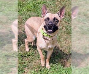 Black Mouth Cur Dogs for adoption in Akron, OH, USA