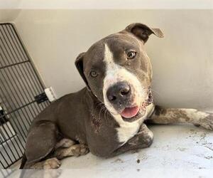 American Pit Bull Terrier Dogs for adoption in Houston, TX, USA