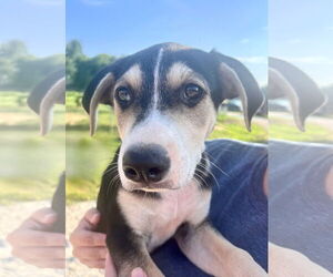 Borador Dogs for adoption in Mt. Laurel, NJ, USA