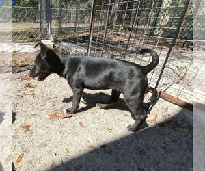 Medium Photo #10 Mutt Puppy For Sale in Palatka, FL, USA