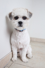 Medium Photo #1 Zuchon Puppy For Sale in Eden Prairie, MN, USA