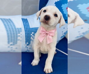 Labrador Retriever-Unknown Mix Dogs for adoption in Jefferson, NJ, USA