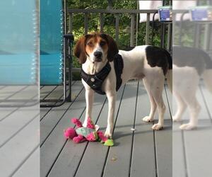 English Foxhound Dogs for adoption in Sebec, ME, USA