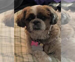 Shih Tzu Dogs for adoption in St. Louis Park, MN, USA