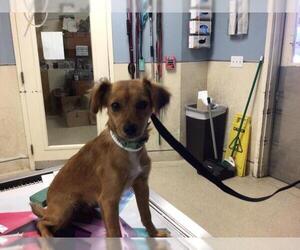 Chihuahua Dogs for adoption in Riverside, CA, USA