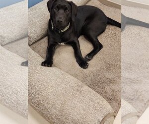 Labrador Retriever Dogs for adoption in Webster, WI, USA