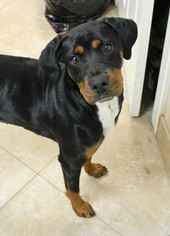 Rottweiler Dogs for adoption in Hilton Head, SC, USA