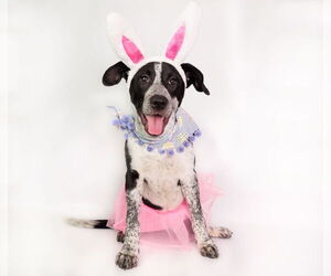 American Staffordshire Terrier-Border Collie Mix Dogs for adoption in phoenix, AZ, USA