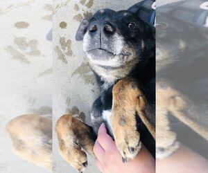 Mutt Dogs for adoption in Kailua Kona , HI, USA