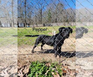 American Pit Bull Terrier-Labrador Retriever Mix Dogs for adoption in Farmerville, LA, USA