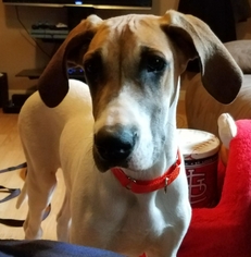 Great Dane Dogs for adoption in House Springs, MO, USA